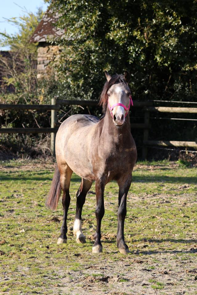 Broodmare Welsh Pony (Section B) For sale 2012 Bay