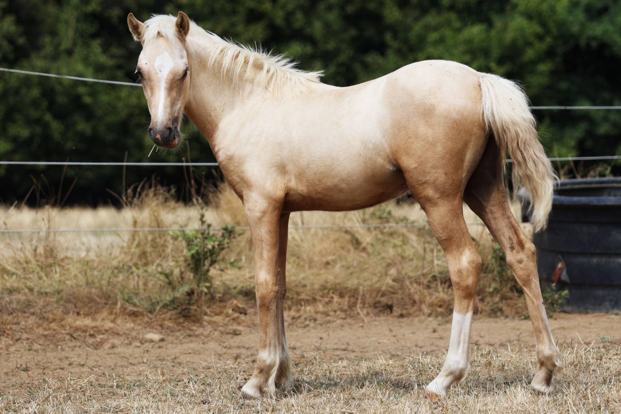 Broodmare Welsh Pony (Section B) For sale 2012 Bay