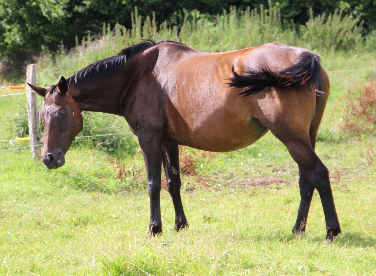 Broodmare Anglo-Arabe de Compl&eacute;ment For sale 2009 Dark Bay