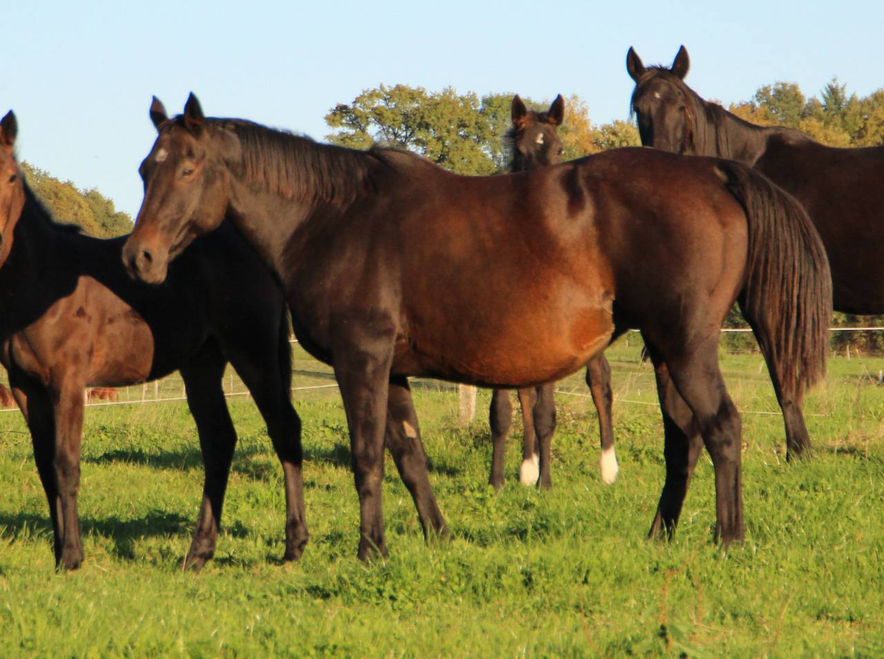 Broodmare Anglo-Arabe de Compl&eacute;ment For sale 2009 Dark Bay