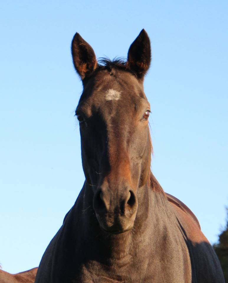 Broodmare Anglo-Arabe de Compl&eacute;ment For sale 2009 Dark Bay