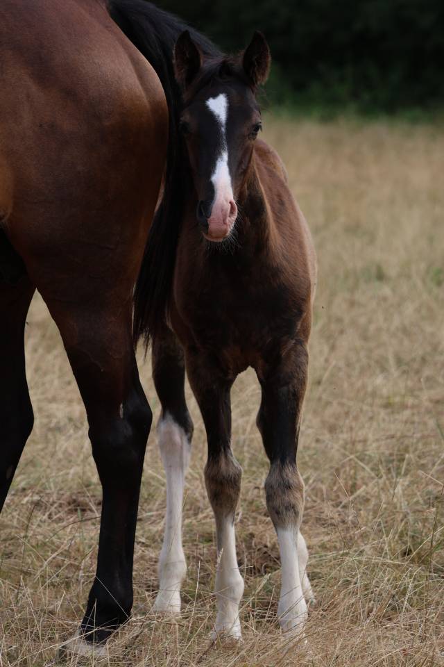 Broodmare Anglo-Arabe de Compl&eacute;ment For sale 2009 Dark Bay