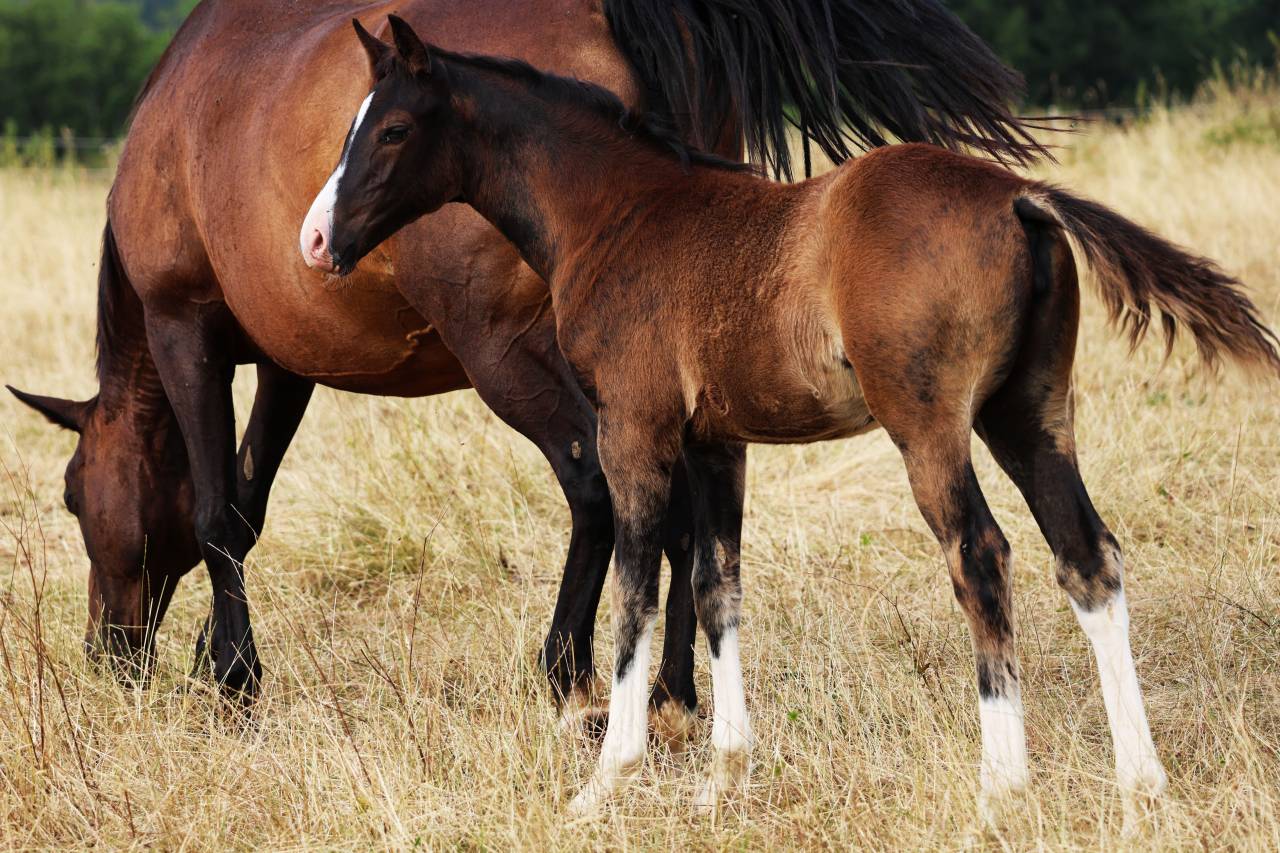 Broodmare Anglo-Arabe de Compl&eacute;ment For sale 2009 Dark Bay