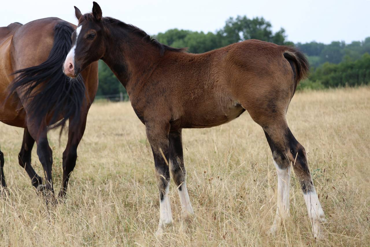 Broodmare Anglo-Arabe de Compl&eacute;ment For sale 2009 Dark Bay