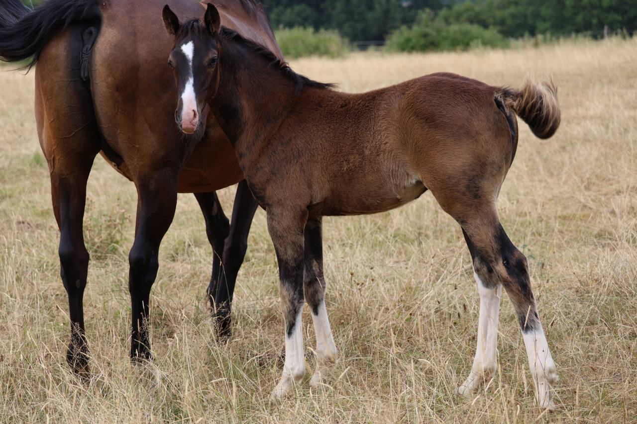 Broodmare Anglo-Arabe de Compl&eacute;ment For sale 2009 Dark Bay
