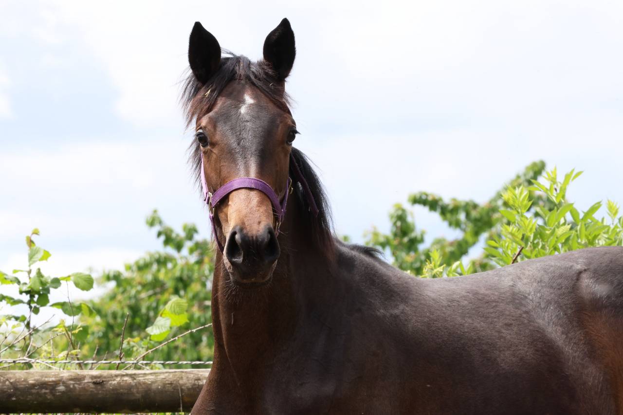 Broodmare Anglo-Arabe de Compl&eacute;ment For sale 2009 Dark Bay