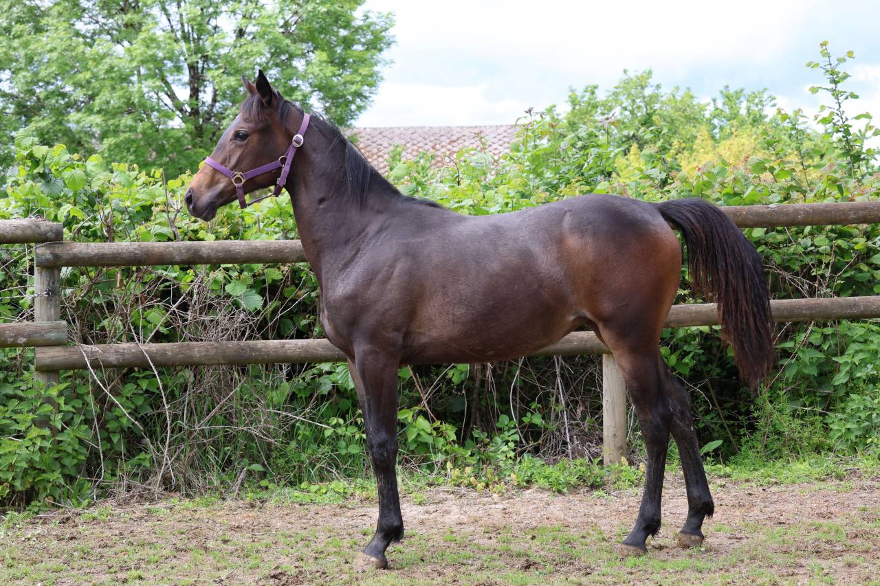 Broodmare Anglo-Arabe de Compl&eacute;ment For sale 2009 Dark Bay