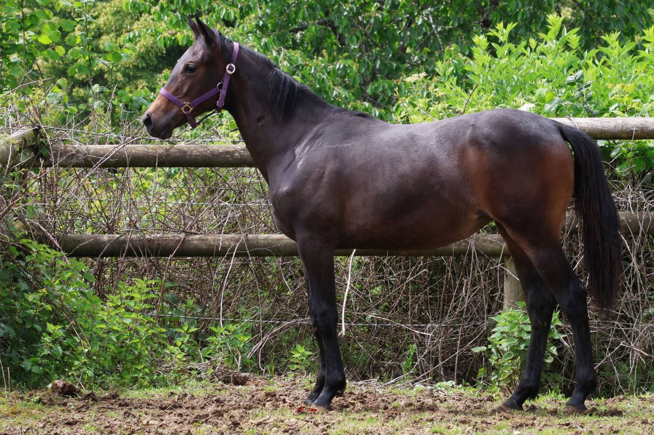 Broodmare Anglo-Arabe de Compl&eacute;ment For sale 2009 Dark Bay