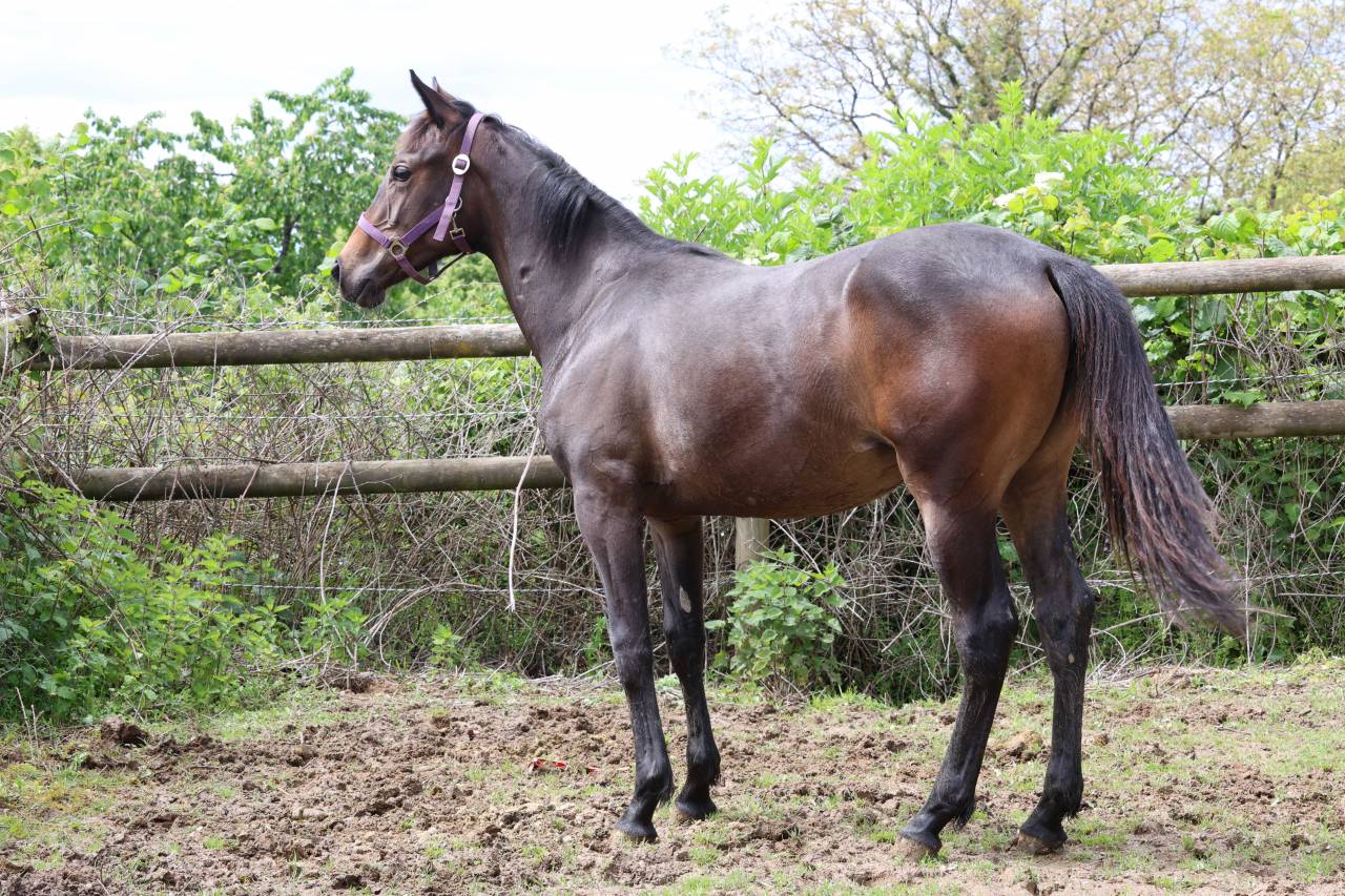 Broodmare Anglo-Arabe de Compl&eacute;ment For sale 2009 Dark Bay