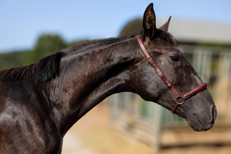 Colt PRE Pure Spanish Bred For sale 2025 Black