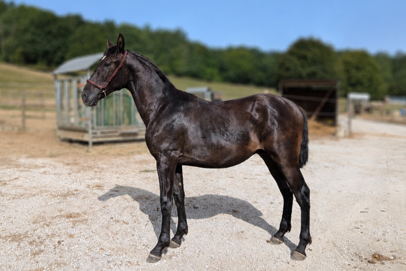 Colt PRE Pure Spanish Bred For sale 2025 Black