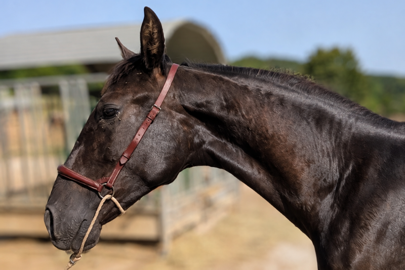 Colt PRE Pure Spanish Bred For sale 2025 Black