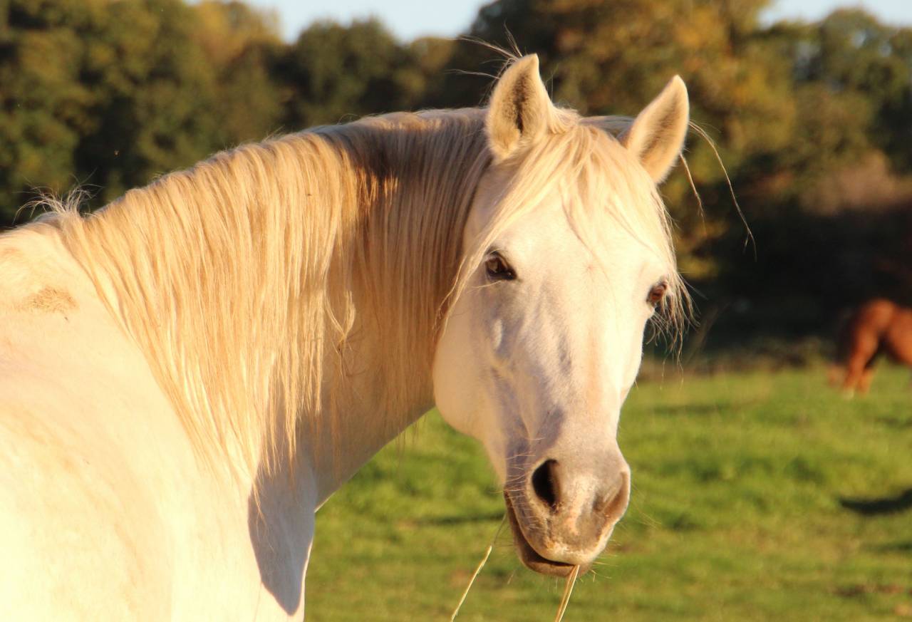 Broodmare Welsh Pony (Section B) For sale 2006 Grey