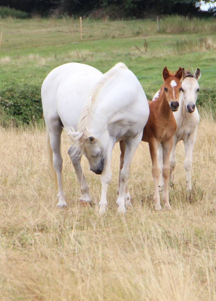 Broodmare Welsh Pony (Section B) For sale 2006 Grey
