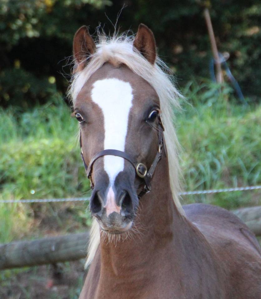 Broodmare Welsh Pony (Section B) For sale 2006 Grey