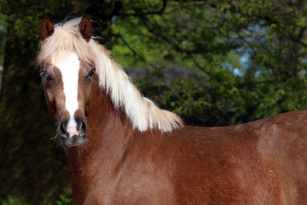 Broodmare Welsh Pony (Section B) For sale 2006 Grey