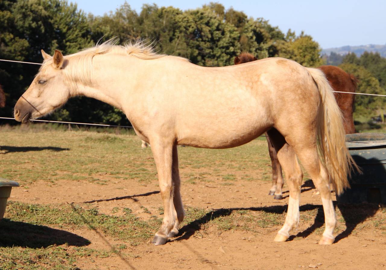 Broodmare Welsh Pony (Section B) For sale 2006 Grey