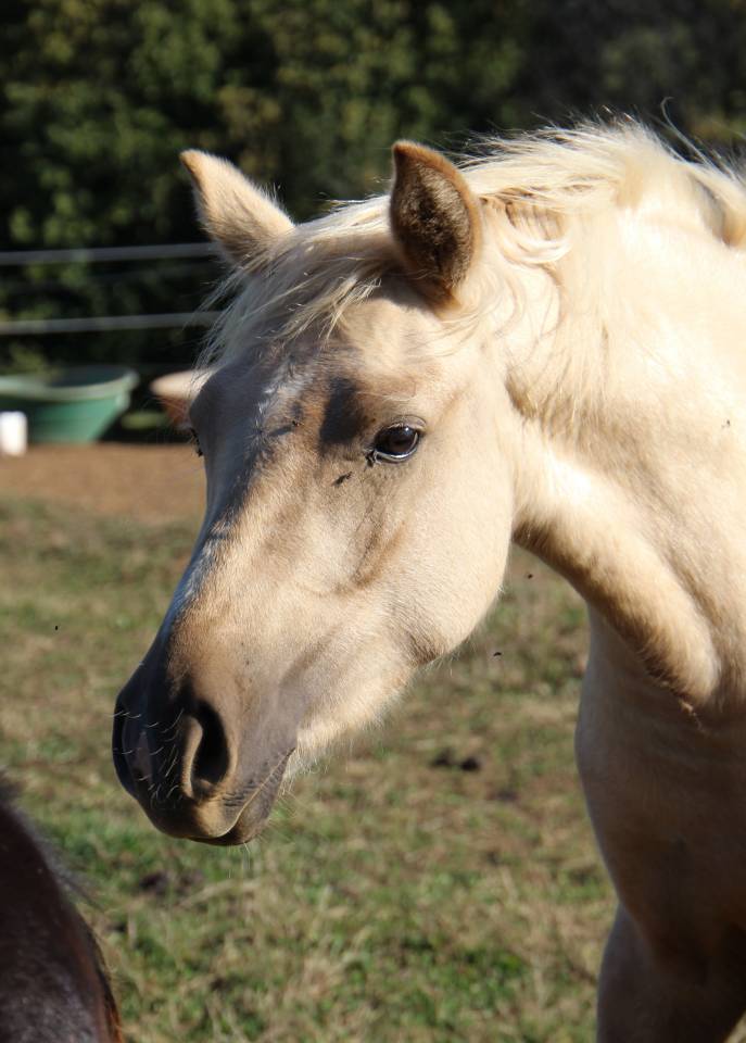 Broodmare Welsh Pony (Section B) For sale 2006 Grey