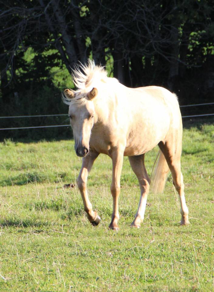 Broodmare Welsh Pony (Section B) For sale 2006 Grey
