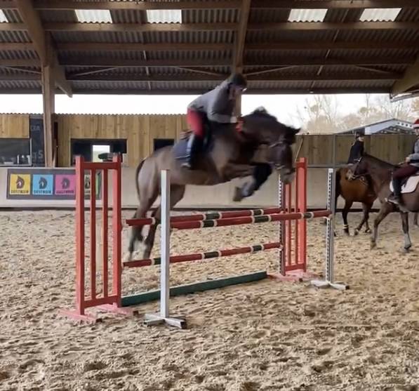 Gelding French Saddle Pony For sale 2016 Bay
