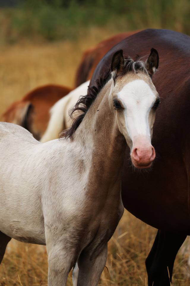 Colt Welsh Pony (Section B) For sale 2026 Buckskin