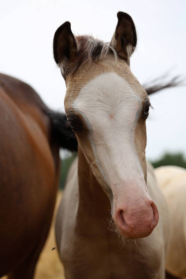 Colt Welsh Pony (Section B) For sale 2026 Buckskin