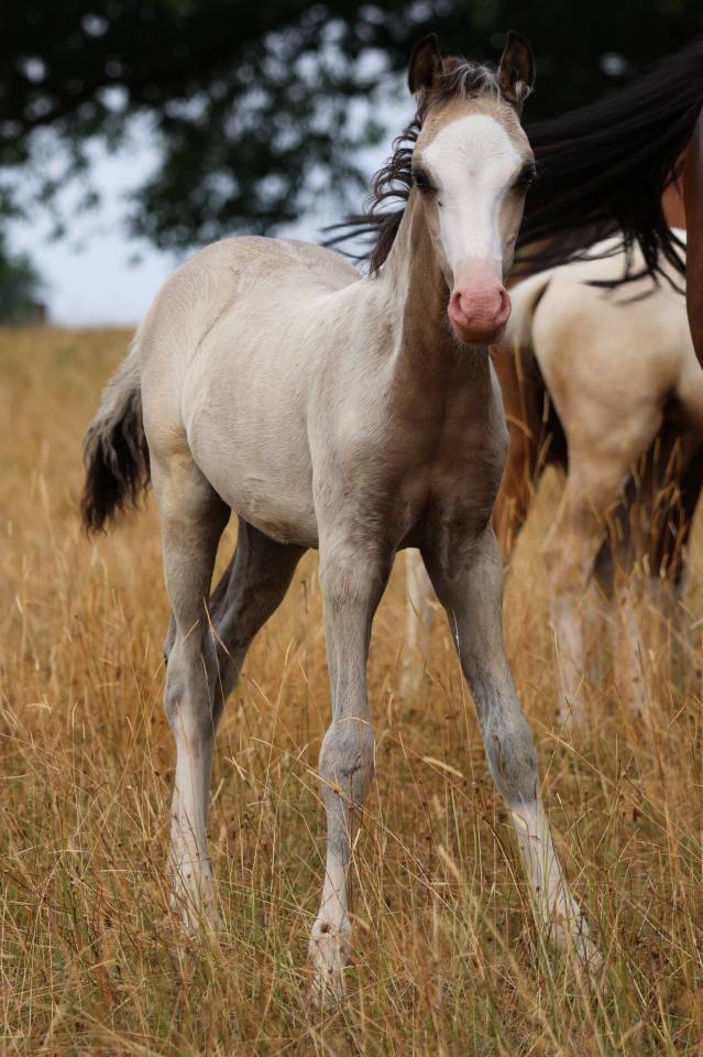 Colt Welsh Pony (Section B) For sale 2026 Buckskin