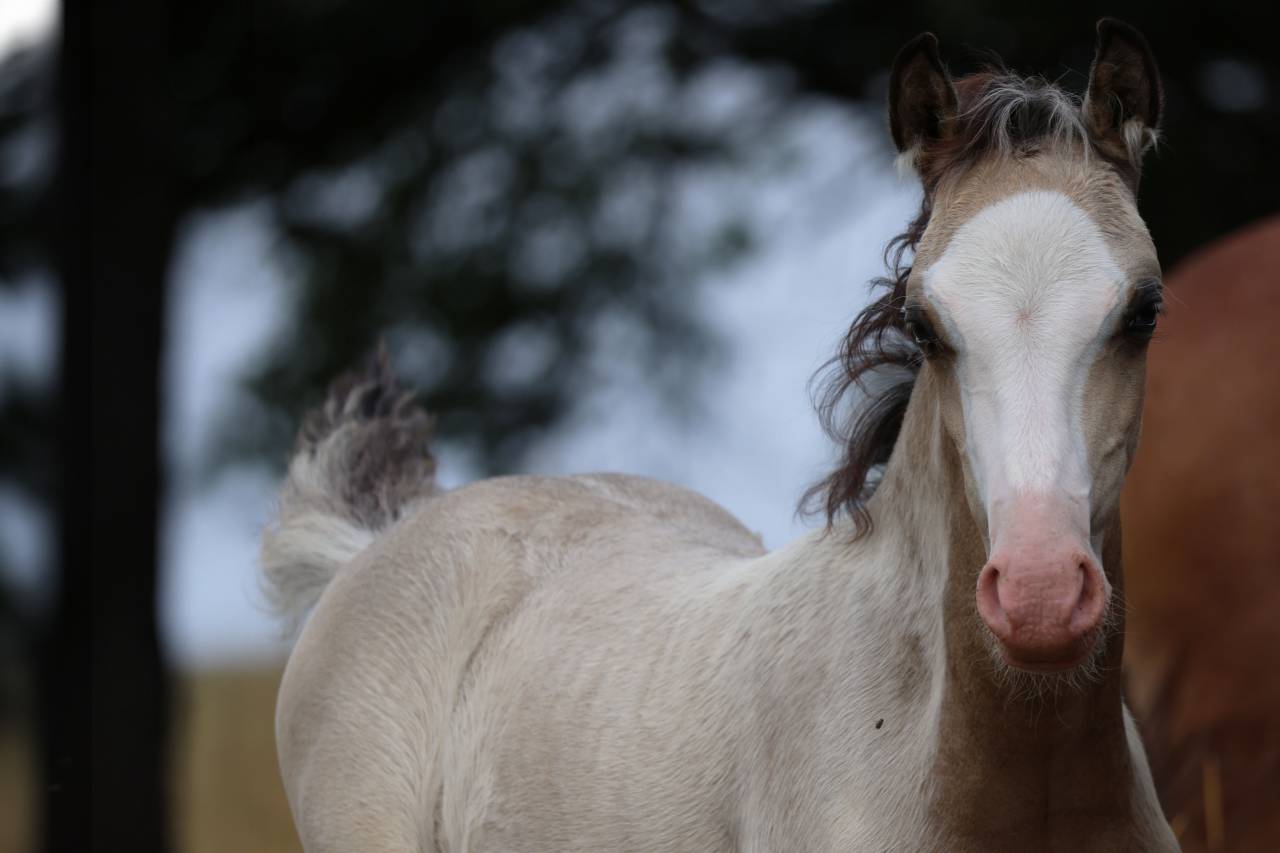 Colt Welsh Pony (Section B) For sale 2026 Buckskin