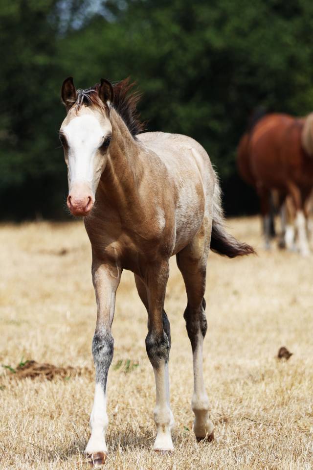 Colt Welsh Pony (Section B) For sale 2026 Buckskin