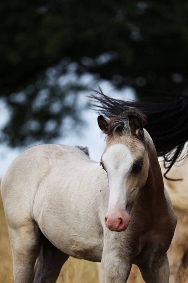 Colt Welsh Pony (Section B) For sale 2026 Buckskin