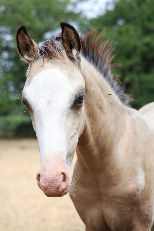 Colt Welsh Pony (Section B) For sale 2026 Buckskin