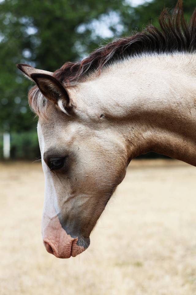 Colt Welsh Pony (Section B) For sale 2026 Buckskin