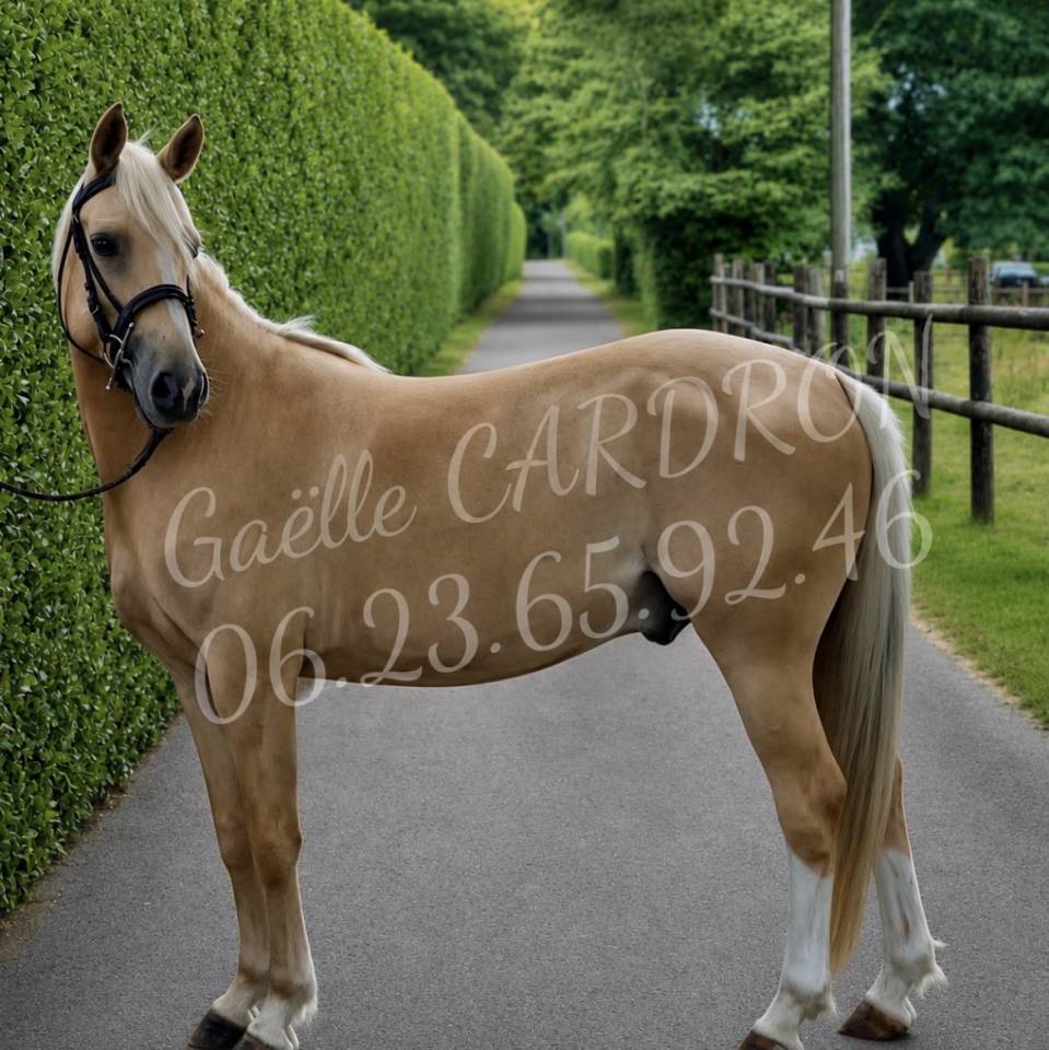 Gelding Origin Recorded For sale 2022 Palomino