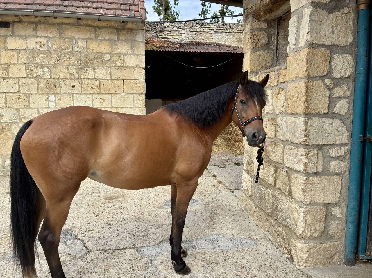 Mare French Saddle Pony For sale 2014 Bay