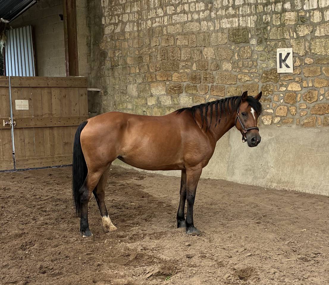 Mare French Saddle Pony For sale 2014 Bay