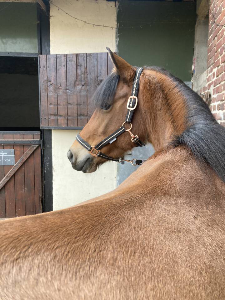Mare French Saddle Pony For sale 2014 Bay