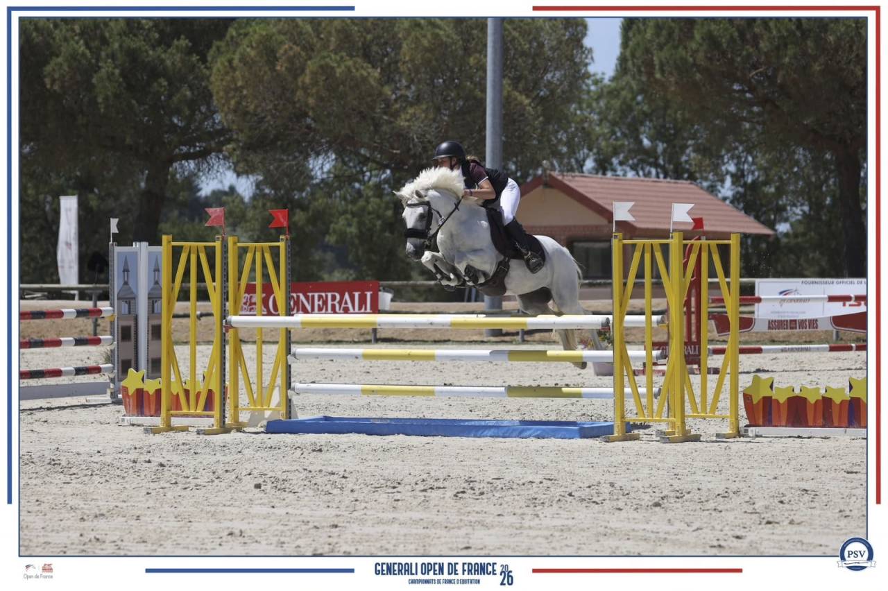Gelding Connemara For loan 2017 Grey