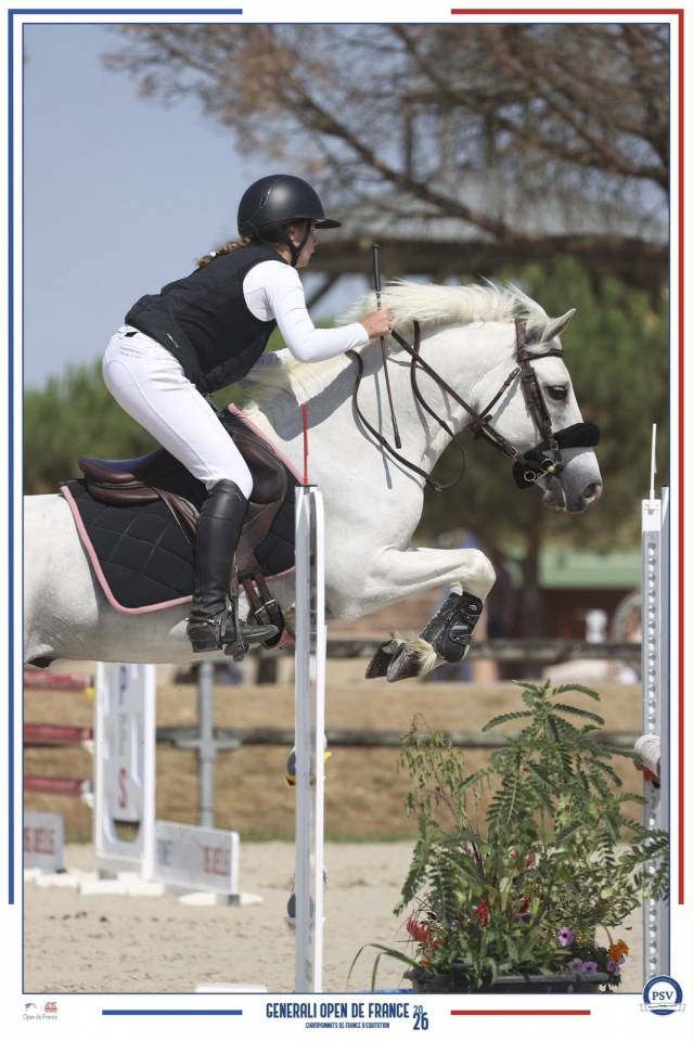 Gelding Connemara For loan 2017 Grey