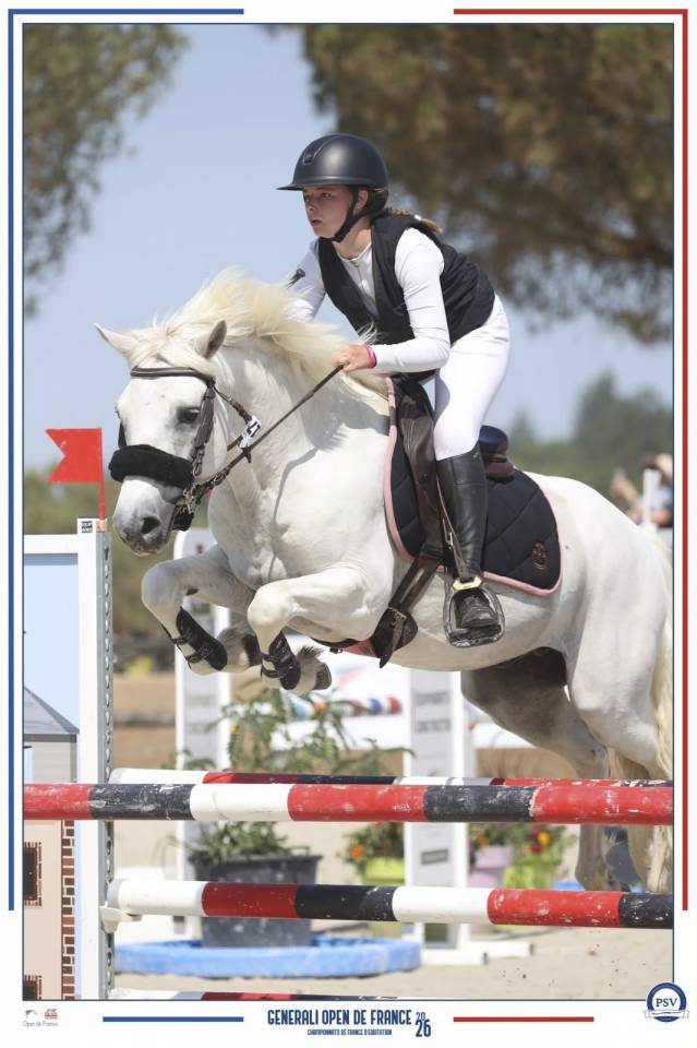 Gelding Connemara For loan 2017 Grey