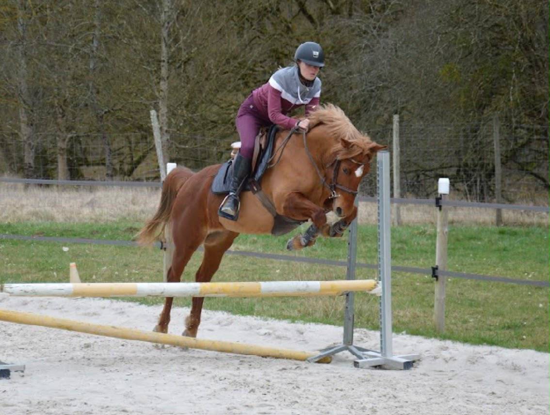 Mare Origin Recorded For sale 2019 Chesnut