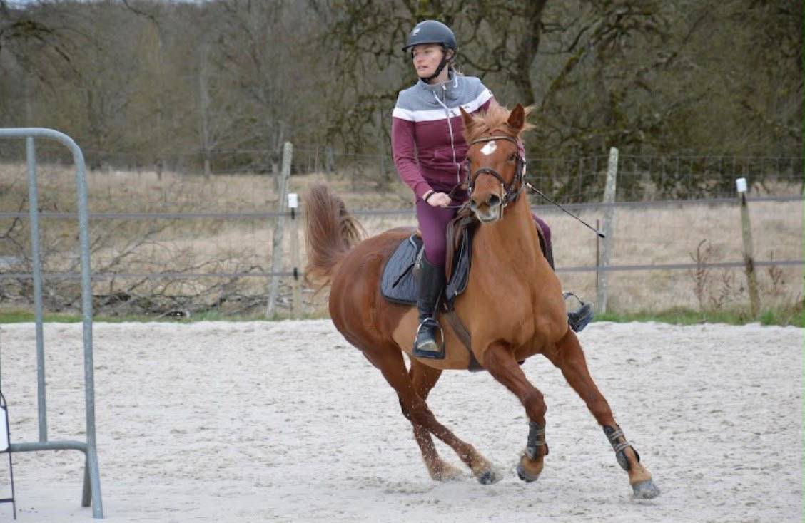 Mare Origin Recorded For sale 2019 Chesnut