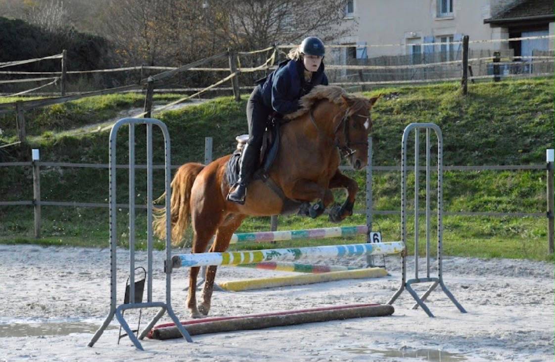 Mare Origin Recorded For sale 2019 Chesnut