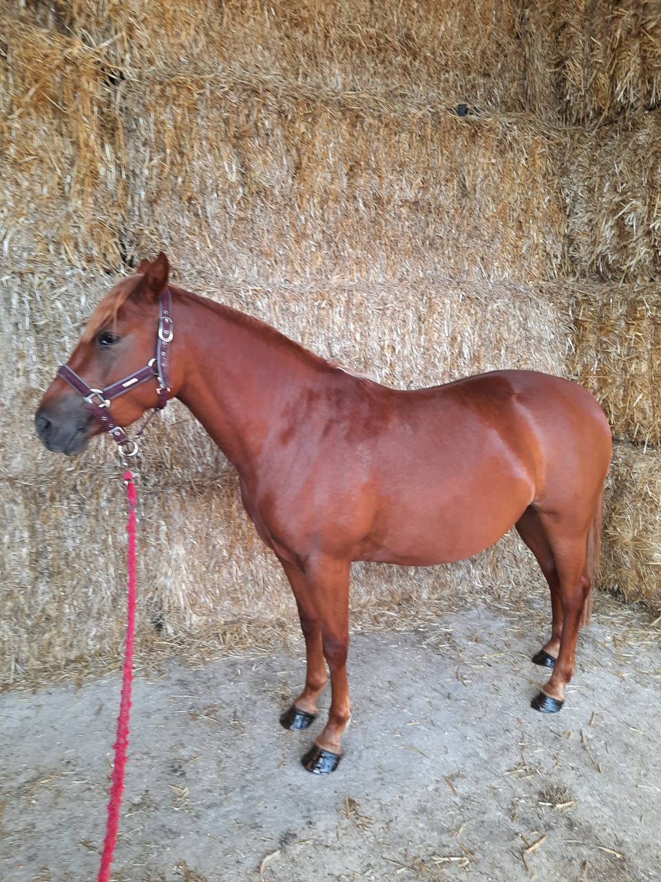Mare Origin Recorded For sale 2019 Chesnut