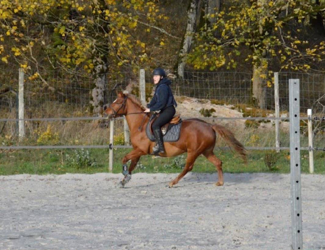 Mare Origin Recorded For sale 2019 Chesnut