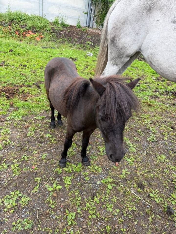 Mare Shetland Pony For sale 2025 Black