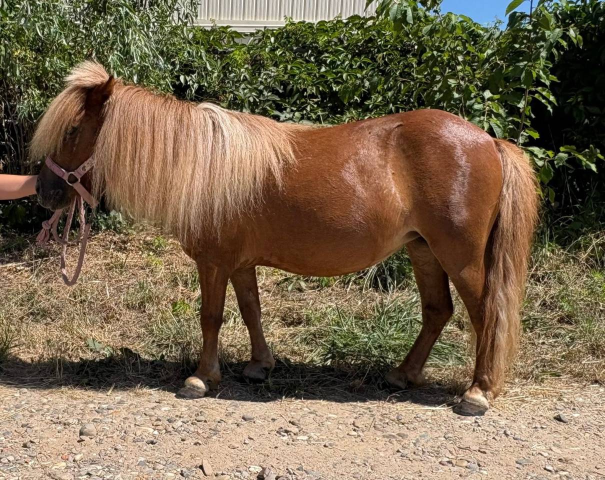 Mare Shetland Pony For sale 2021 Chesnut