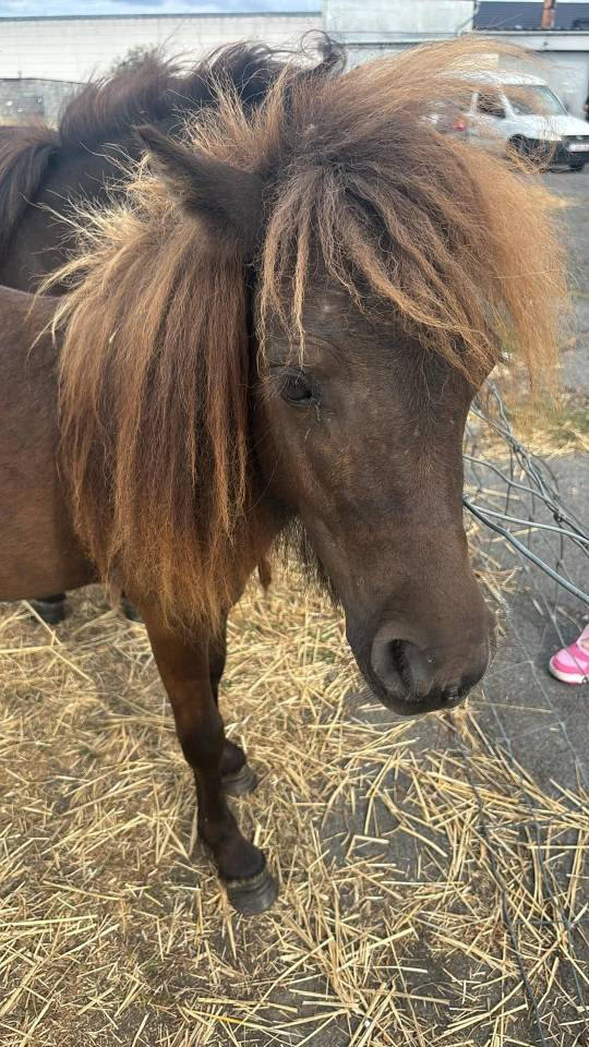 Entire Shetland Pony For sale 2025 Brown