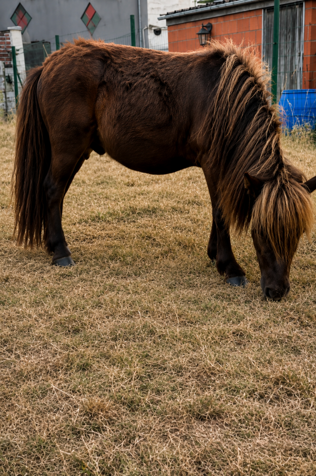 Entire Shetland Pony For sale 2025 Brown