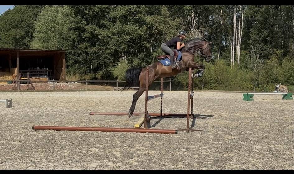 Gelding Westphalian  For sale 2022 Dark Bay