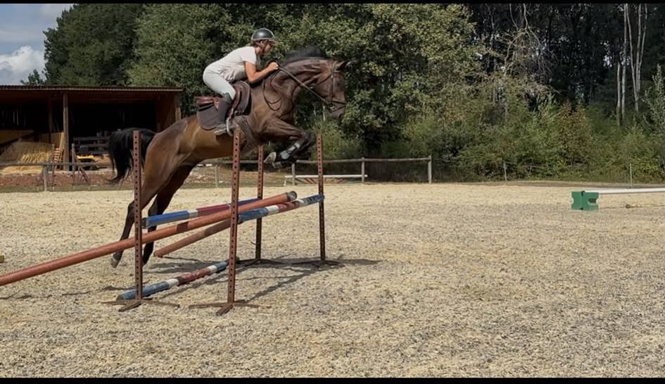 Gelding Westphalian  For sale 2022 Dark Bay